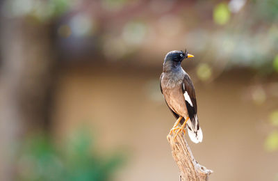 Close-up of bird perching outdoors