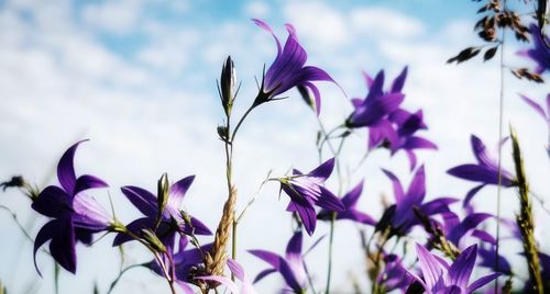 Close-up of purple flowering plants against sky