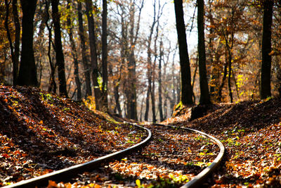 Trees in forest during autumn