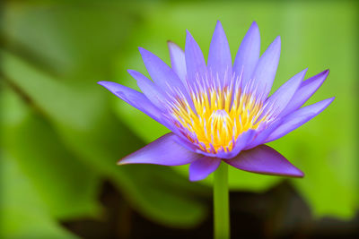 Close-up of purple water lily