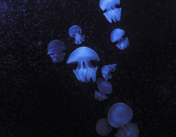 Close-up of jellyfishes in sea