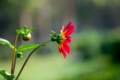 plant