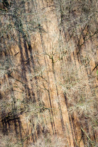 Full frame shot of trees in forest