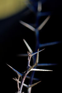 Close-up of insect on metal