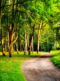 Trees in forest