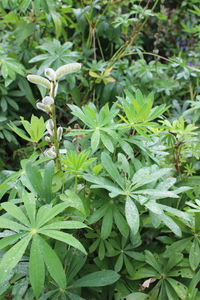 Close-up of leaves