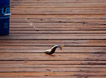 High angle view of bird on wooden table