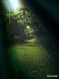 Trees and grass at night