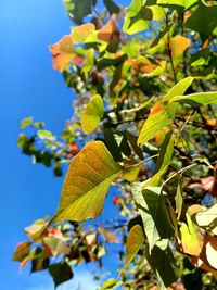 Close-up of leaves against clear blue sky