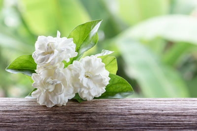 Close-up of white flowering plant on table