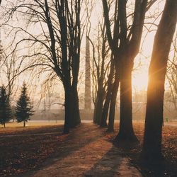 Bare trees at sunset