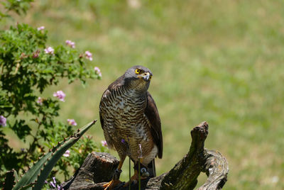 Close-up of owl perching on branch