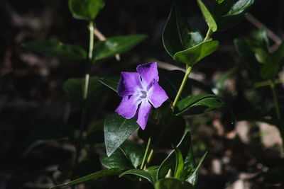 Close-up of purple flowering plant