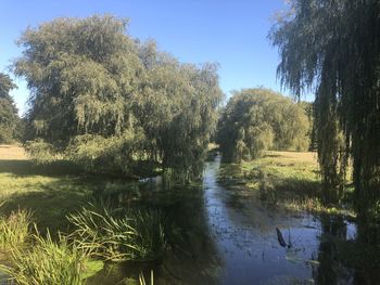 Scenic view of river amidst trees in forest against sky