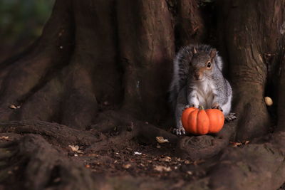 Squirrel on a tree