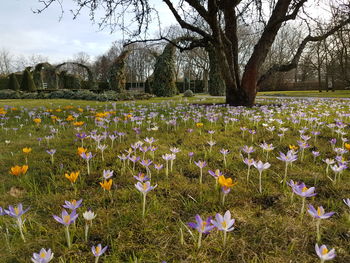 View of flowers growing in field