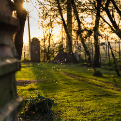 Trees in cemetery