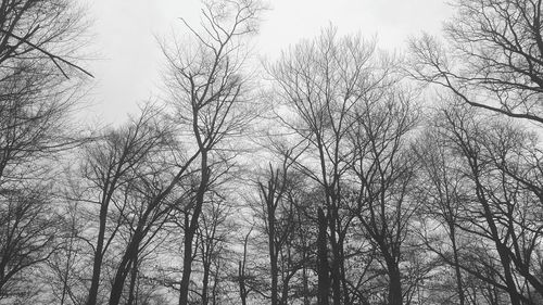 Low angle view of bare trees against sky