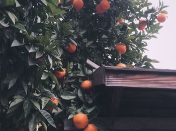 Close-up of fruits on tree