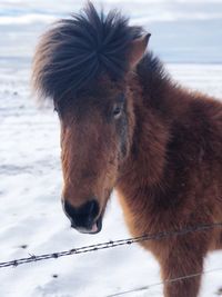 Close-up of an icelandic horse