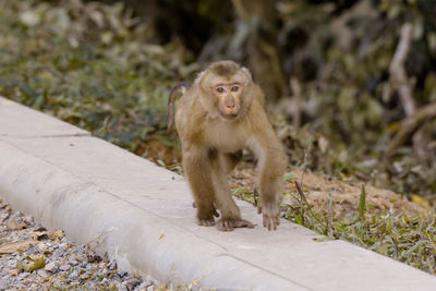 Close-up of monkey