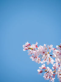 Low angle view of pink cherry blossom against clear blue sky