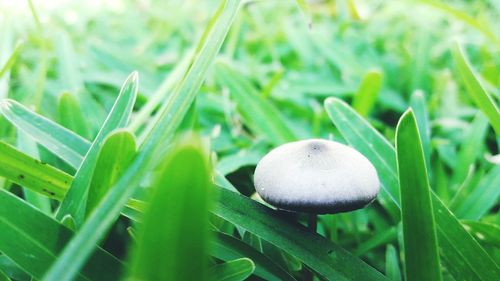 Close-up of mushroom growing on field