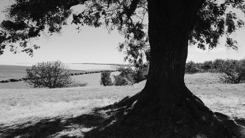 Trees on landscape against sky