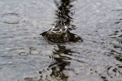 Close-up of turtle in water