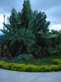 Plants and trees against sky