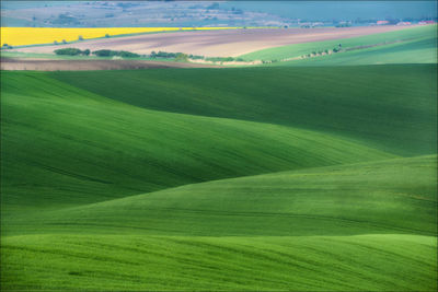 Scenic view of wheat field