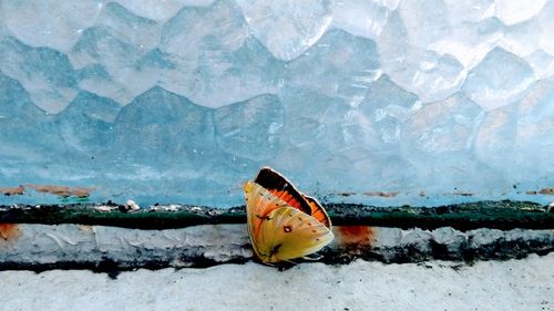 High angle view of butterfly on snow