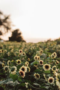 Close-up of flowering plants on field against sky