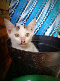 Close-up portrait of a cat