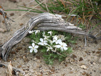 Close-up of white flowers