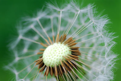 Close-up of dandelion on plant