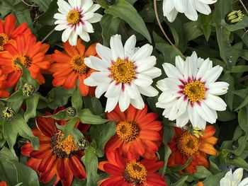 High angle view of white flowering plants