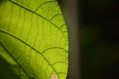 Close-up of green leaves