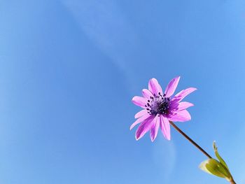 Close-up of pink flower against blue sky