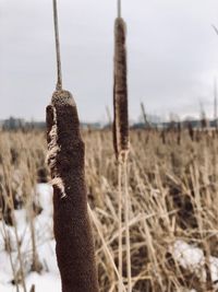 Close-up of an animal on field