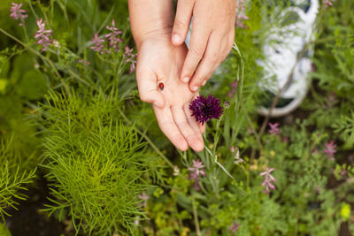 Cropped hand with ladybug by flowering plants