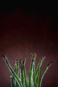 Close-up of fresh green plant