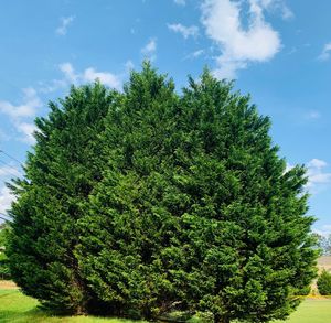 Low angle view of tree on field against sky