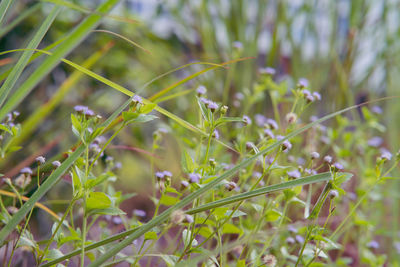 Close-up of flowering plant on field