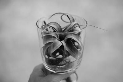 Cropped image of person holding plant in container