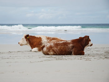 Side view of a dog on beach