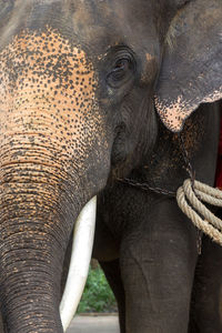 Close-up of elephant