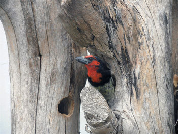 Close up of bird perching on wood