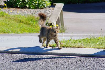 Cat on road by retaining wall