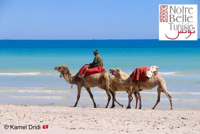 Horse on beach